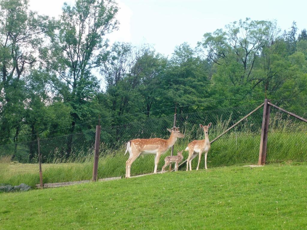Agroturystyka Pod Lasem Poronin Bagian luar foto